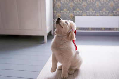 Pureplay article Christmas Food DOG 3x2