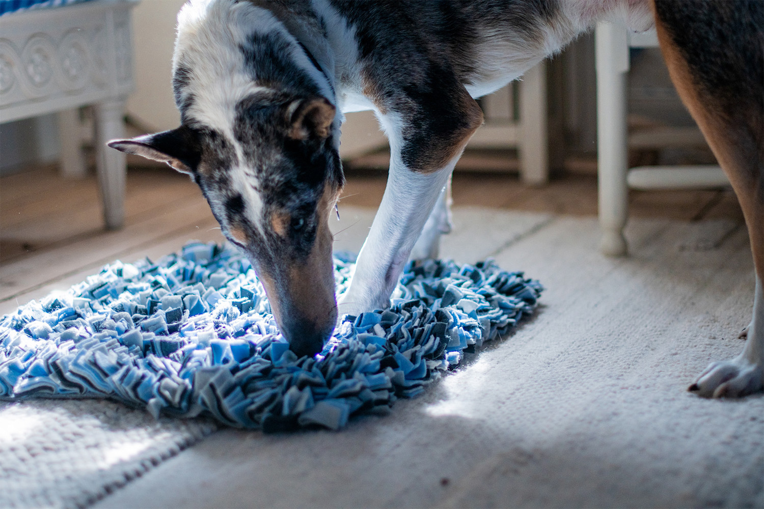 Pureplay article Overwight DOG 3x2