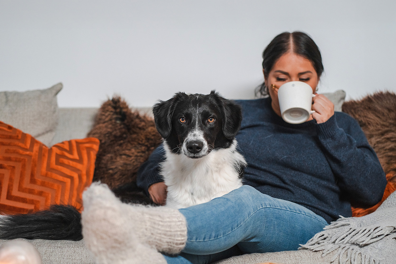 Pureplay article Buy Dog DOG 3x2