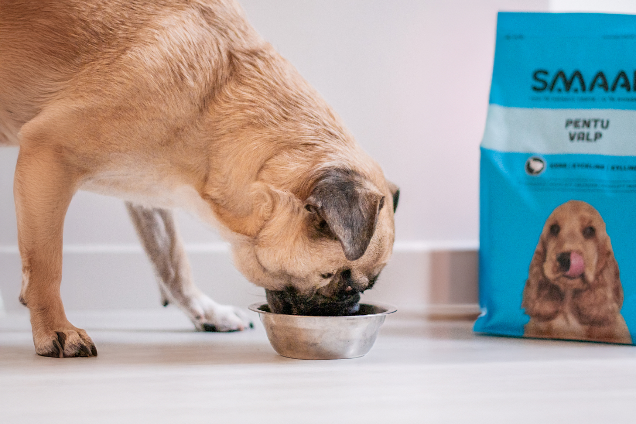 Pureplay article Food for a pug DOG 3x2