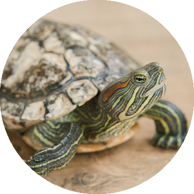 Reptil