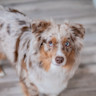 Pureplay article DOG 3x2