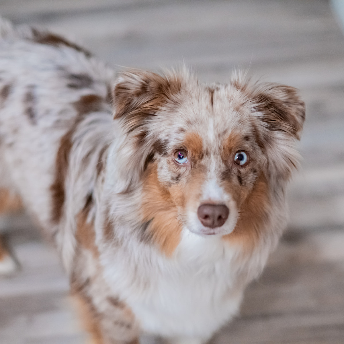 Pureplay article DOG 3x2