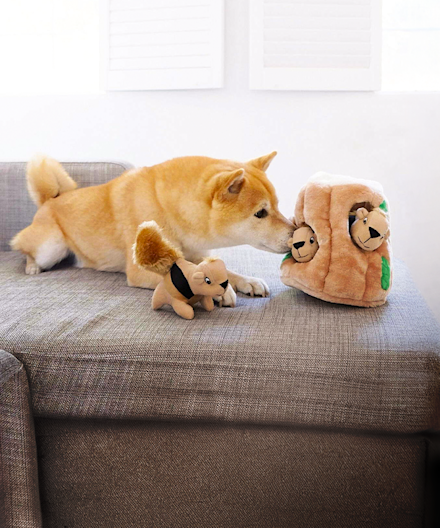 Hund i sofa med aktiveringsleke i plysj
