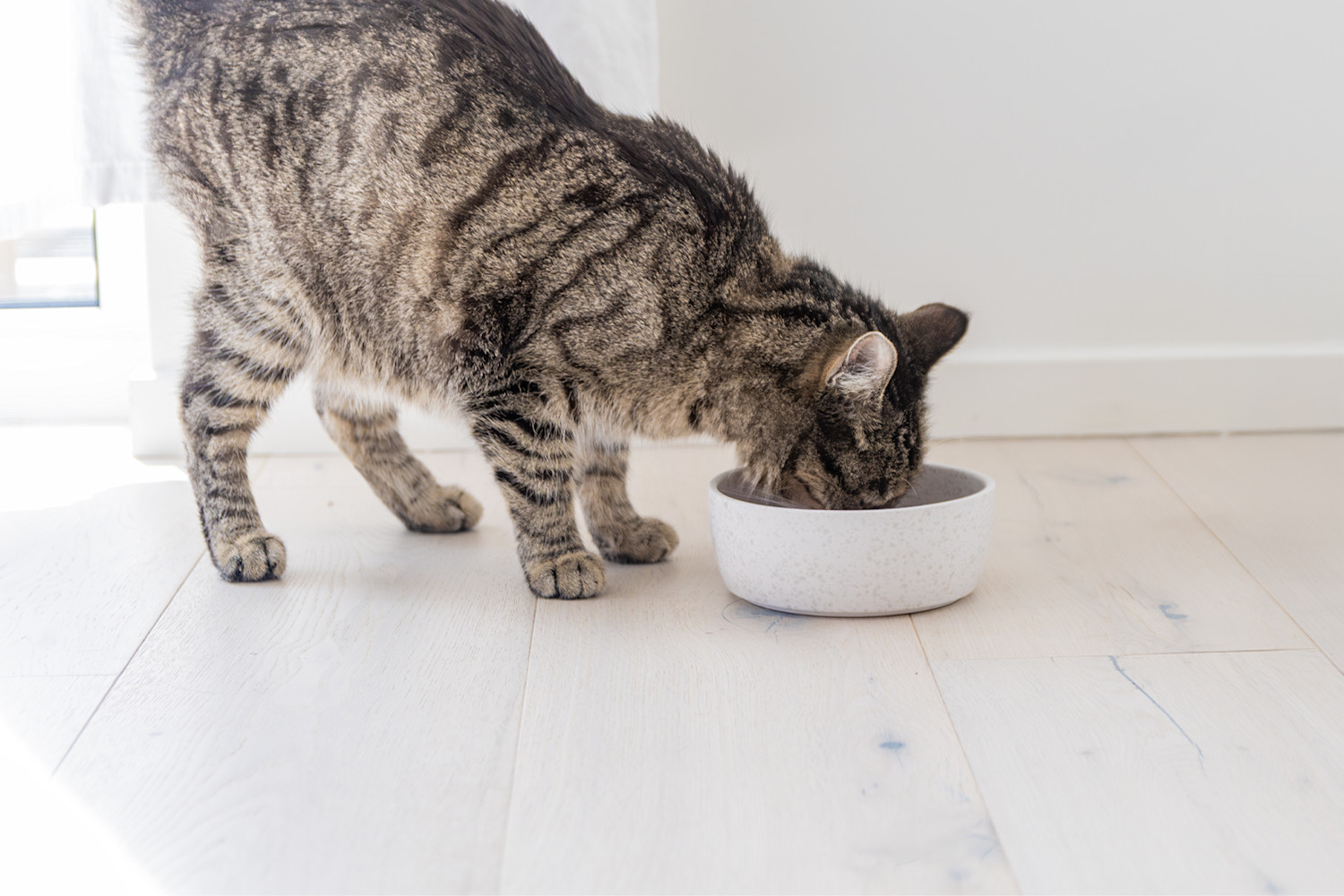 Pureplay article What can cats eat CAT 3x2