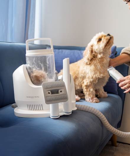 En liten ljus hund sitter på soffa och blir trimmad med klippmaskin från Neakasa