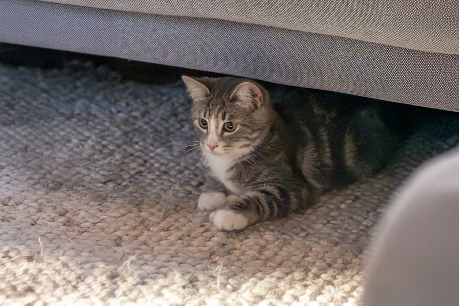 Pureplay article Can you leave the kitten alone CAT 3x2