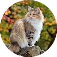 Cat fall