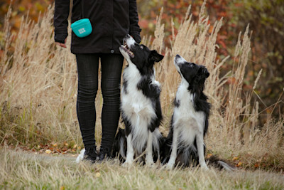 156008 Pro Dog makupalapussi ja bordercolliet