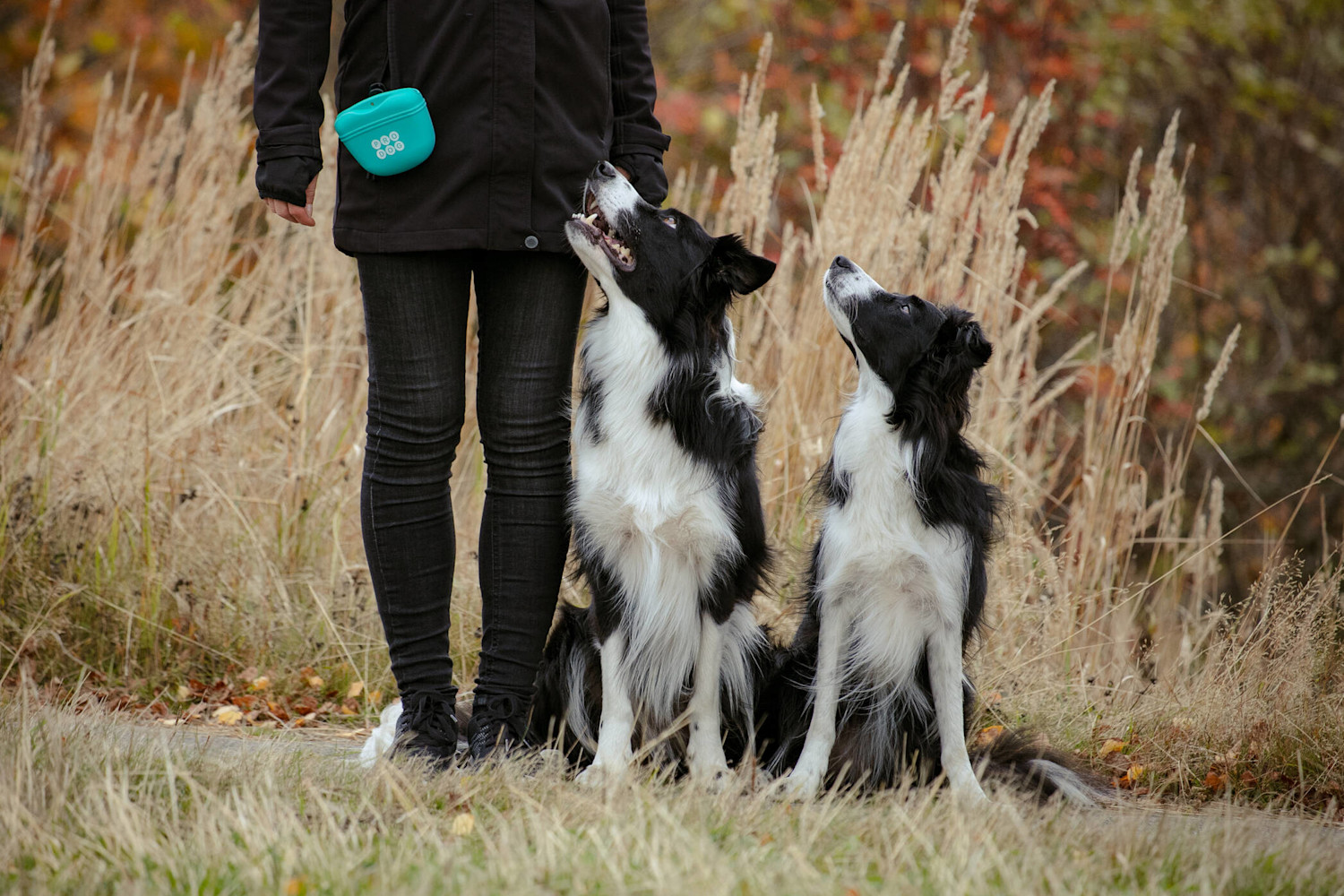 156008 Pro Dog makupalapussi ja bordercolliet