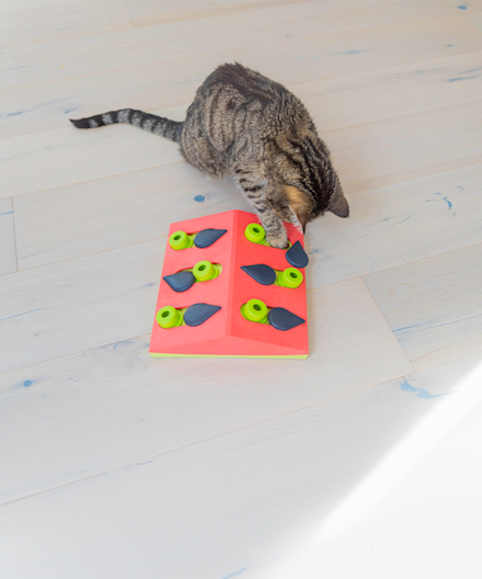 Stripete katt som leker med puslespill til katt