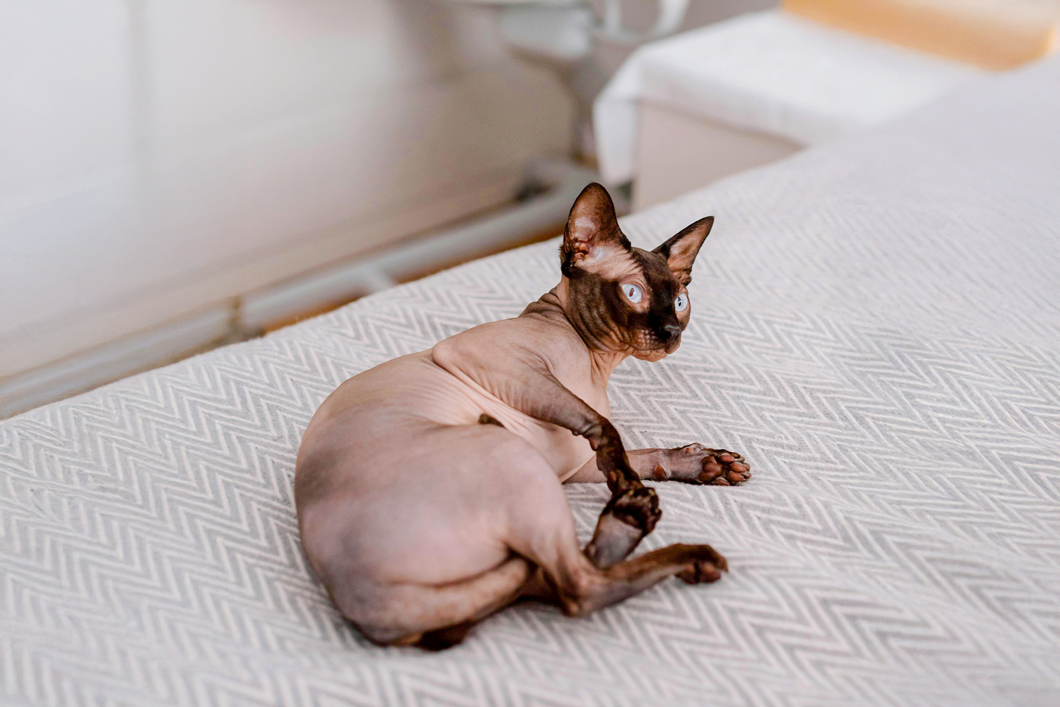 Pureplay article Skincare for Sphynx cat CAT 3x2