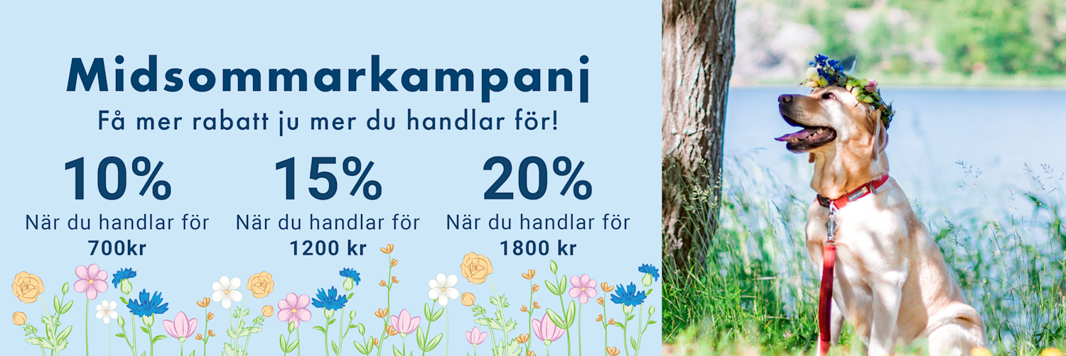 Hund på en brygga 