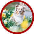 VZ CATGORY DOG Dog Spring CAMPAIGN