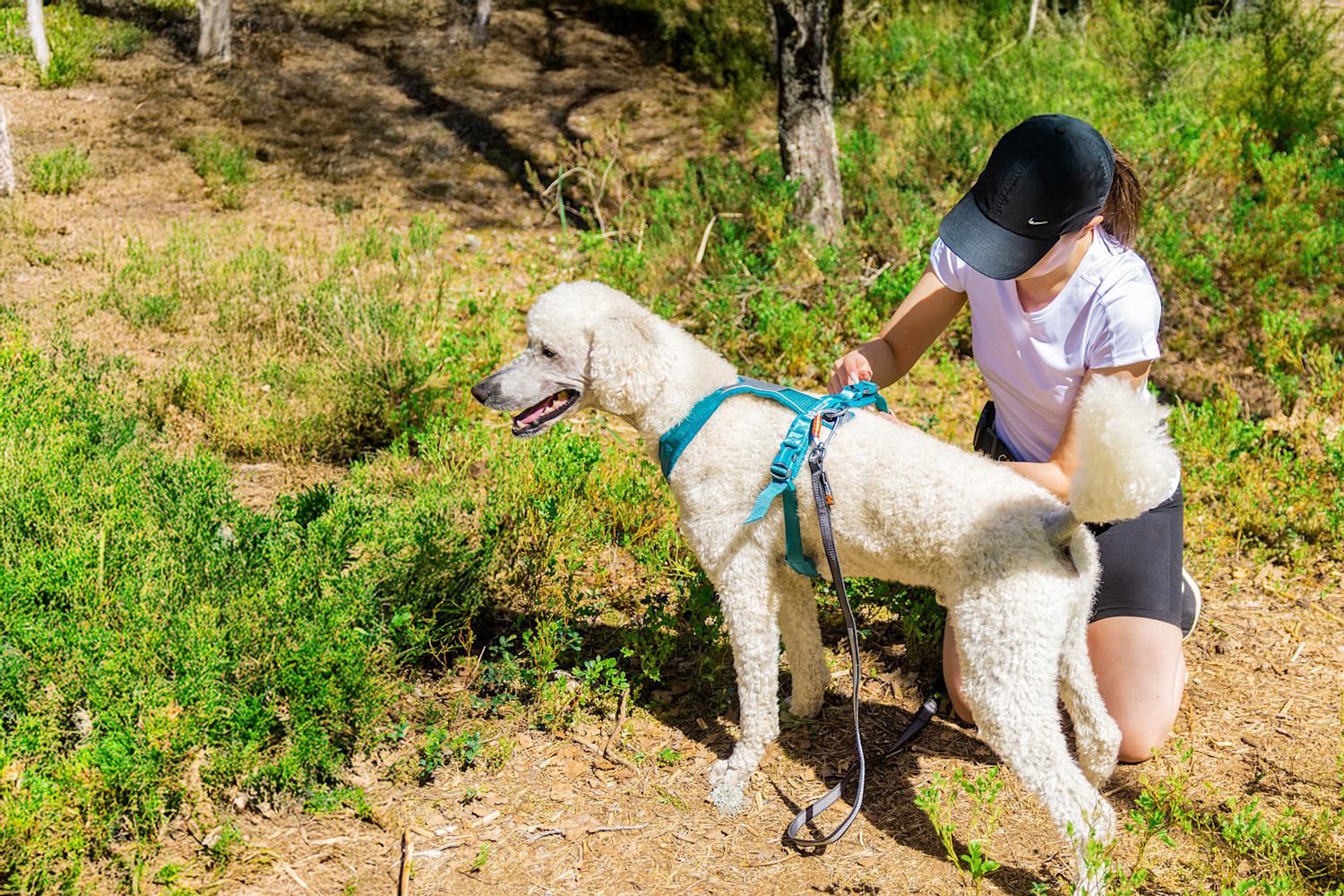 Pureplay article Dog Guide DOG 3x2