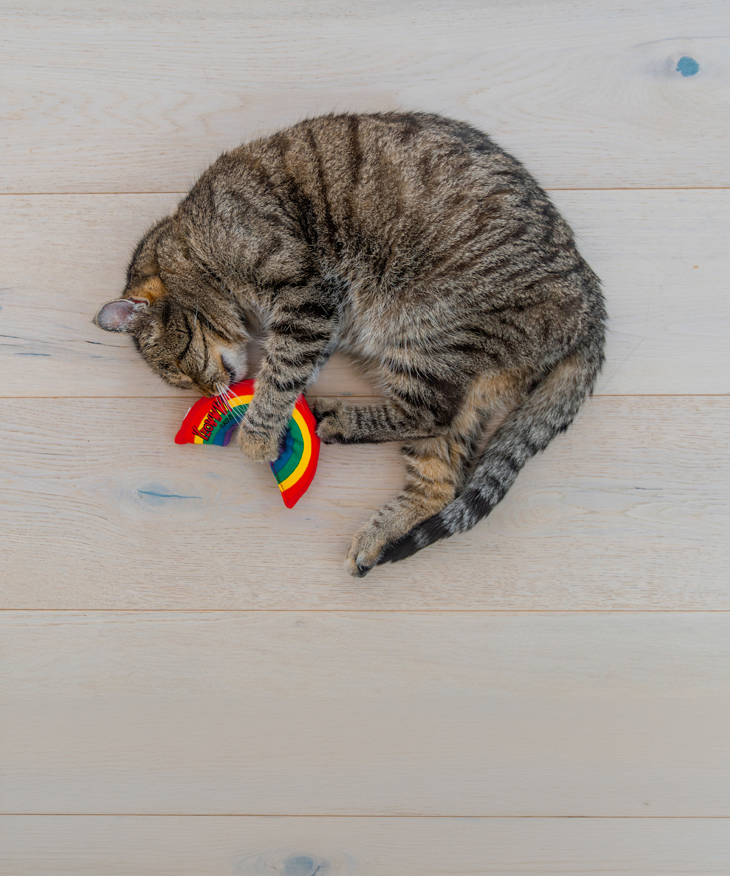 Pureplay article What is Catnip and How to Use It CAT 5x6