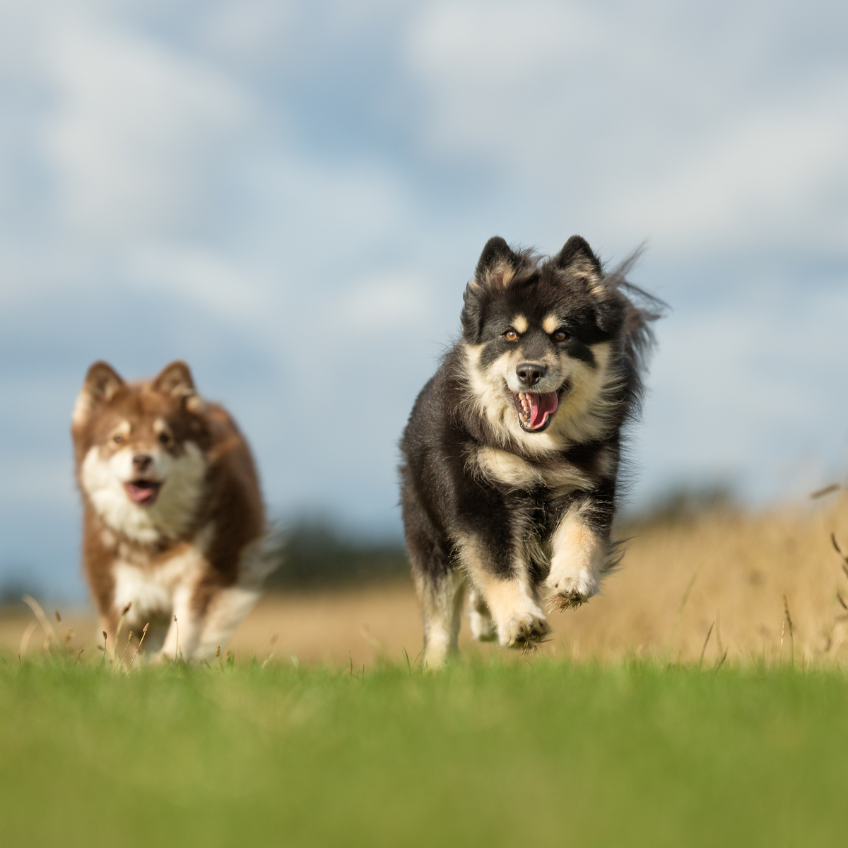 Lapphund-AdobeStock (2)