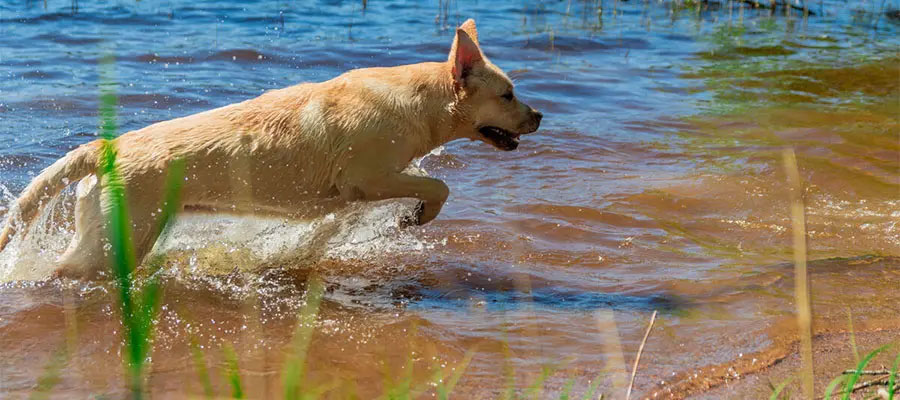 Labradorinnoutava rannalla kesällä
