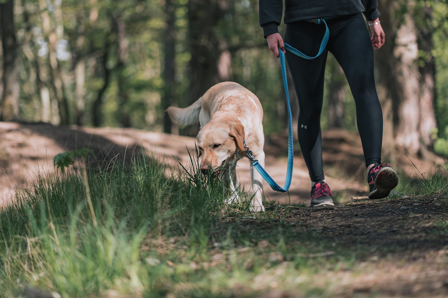 Pureplay Dog Eating Grass – Why Do Dogs Do It DOG 3x2