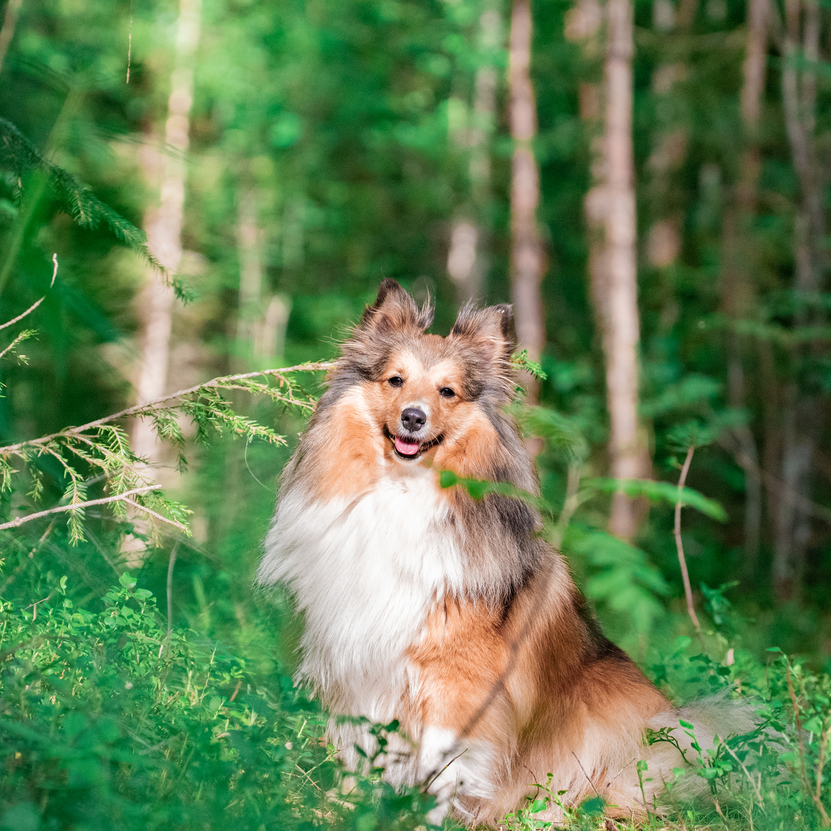 Pureplay article Breeds DOG 3x2