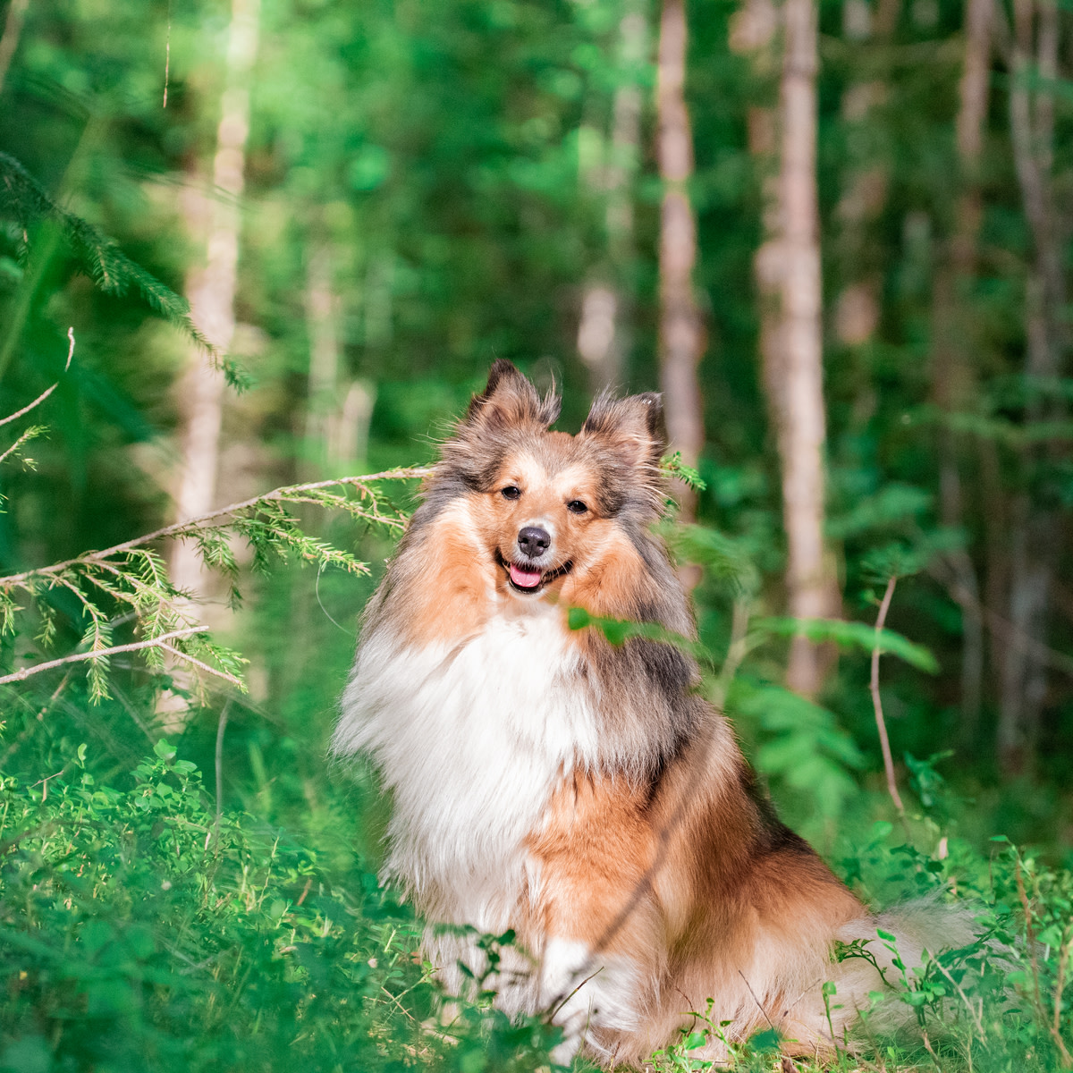 Pureplay article Breeds DOG 3x2