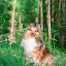 Pureplay article Breeds DOG 3x2