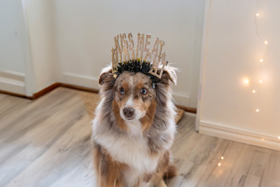Pureplay article NEW YEAR AND DOGS SCARED OF BULLETS DOG 3x2
