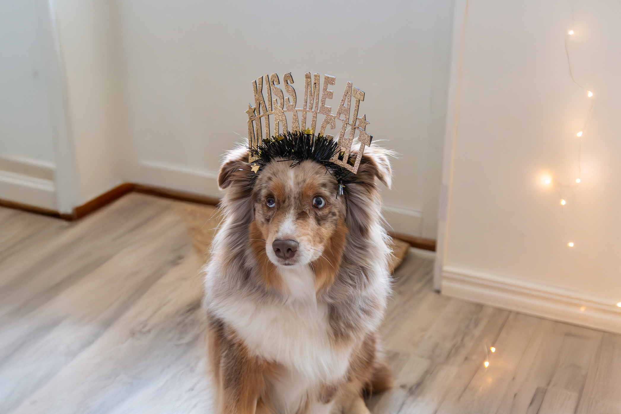 Pureplay article NEW YEAR AND DOGS SCARED OF BULLETS DOG 3x2