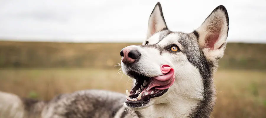 PETEN/ARTICLE/DOG FEEDING/WHAT DOG CAN AND CANNOT EAT