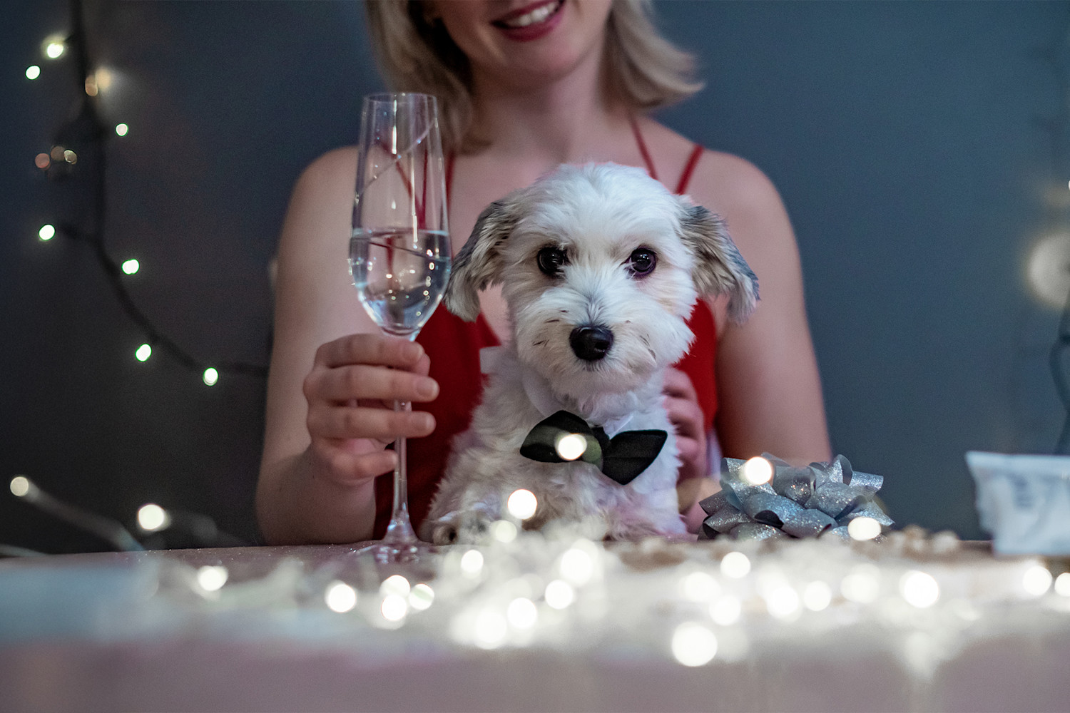 Pureplay article WHAT TO DO WITH A SCARED DOG ON NEW YEAR-S EVE DOG 3x2