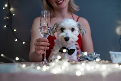 Pureplay article WHAT TO DO WITH A SCARED DOG ON NEW YEAR-S EVE DOG 3x2