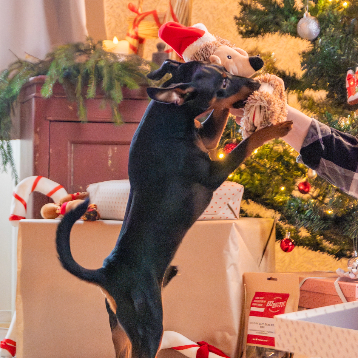 Pureplay article Christmas danger DOG 3x2