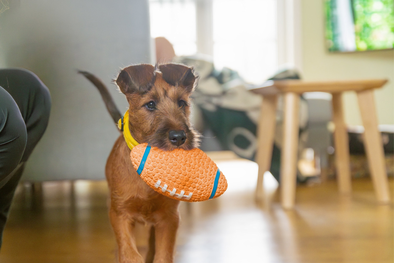 Pureplay New Puppy at Home – Essential Supplies DOG 3x2