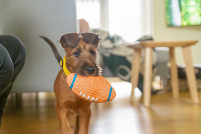 Pureplay New Puppy at Home – Essential Supplies DOG 3x2