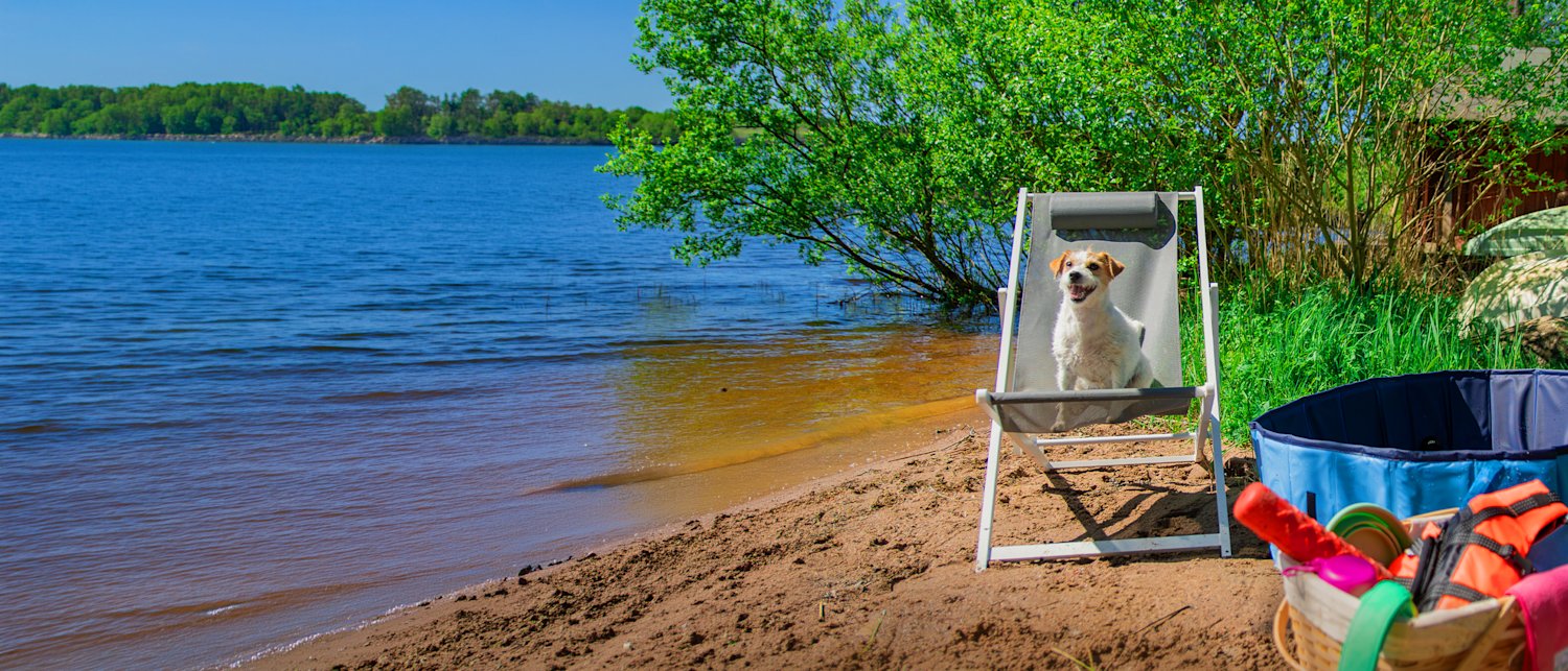 Hund på stranden med leksaker