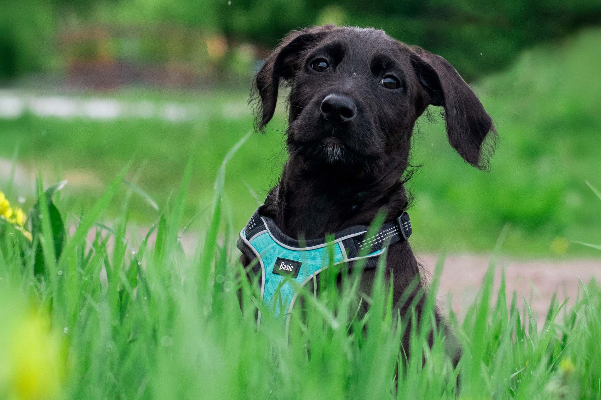 koiranpennun-lenkitys