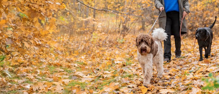Du finner alt til hunden din hos VetZoo!