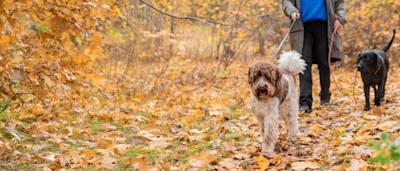 Du finner alt til hunden din hos VetZoo!