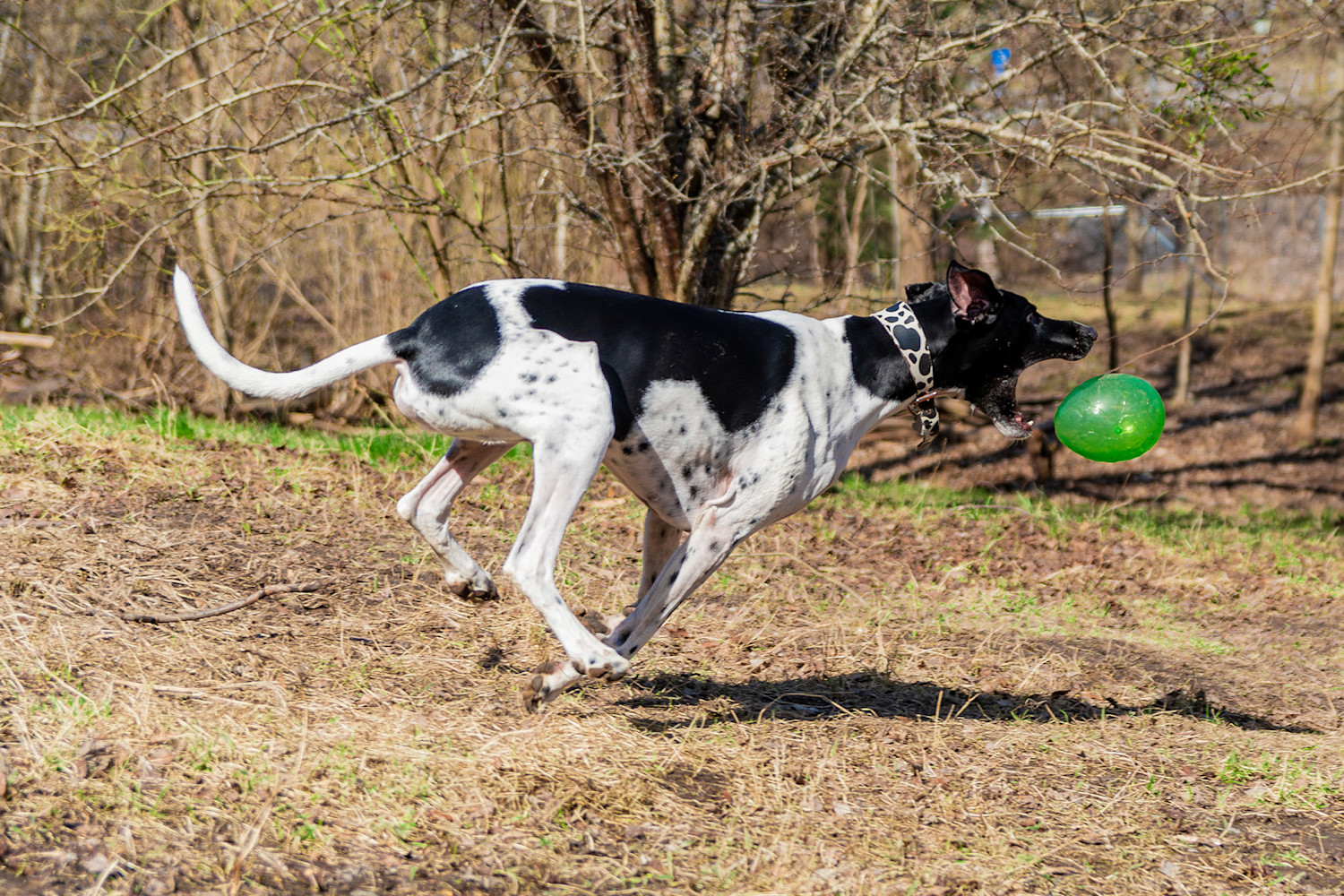 Pureplay Spring with Your Dog – Best Outdoor Activities 3x2