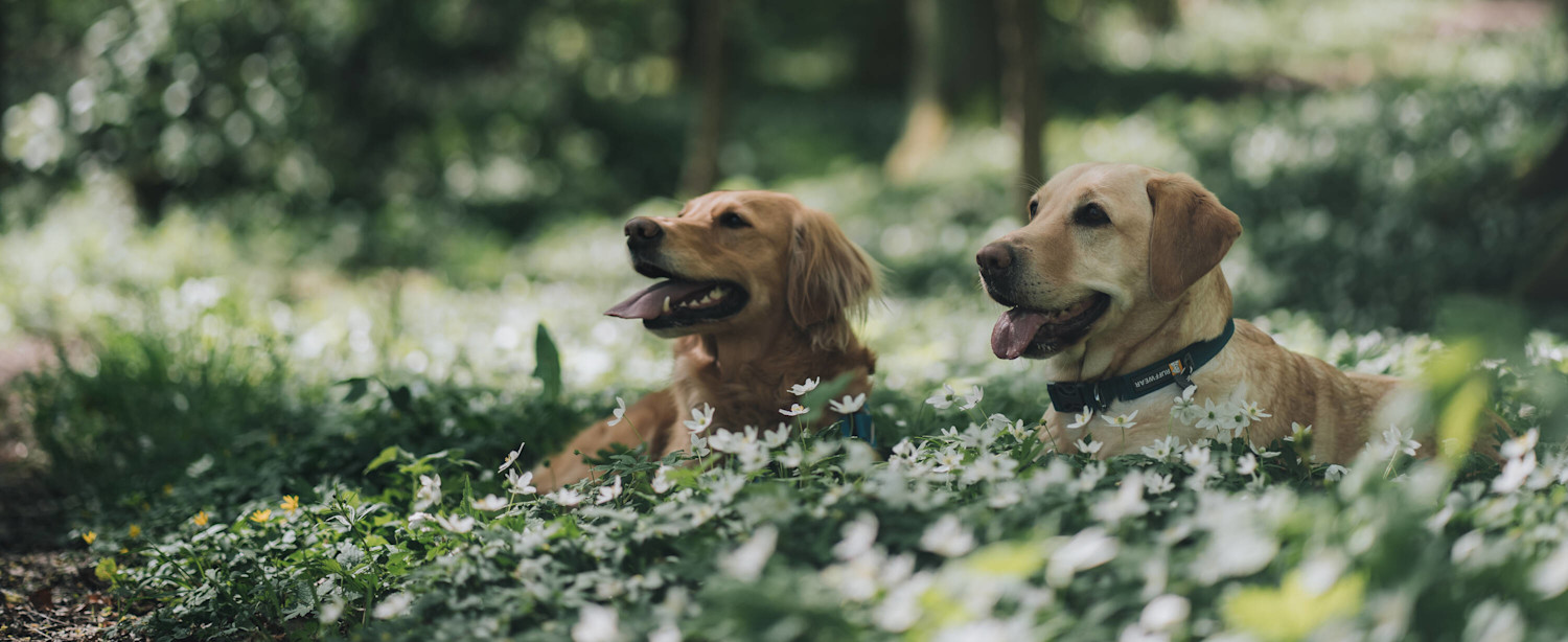 Noutajat keväällä valkovuokkojen keskellä