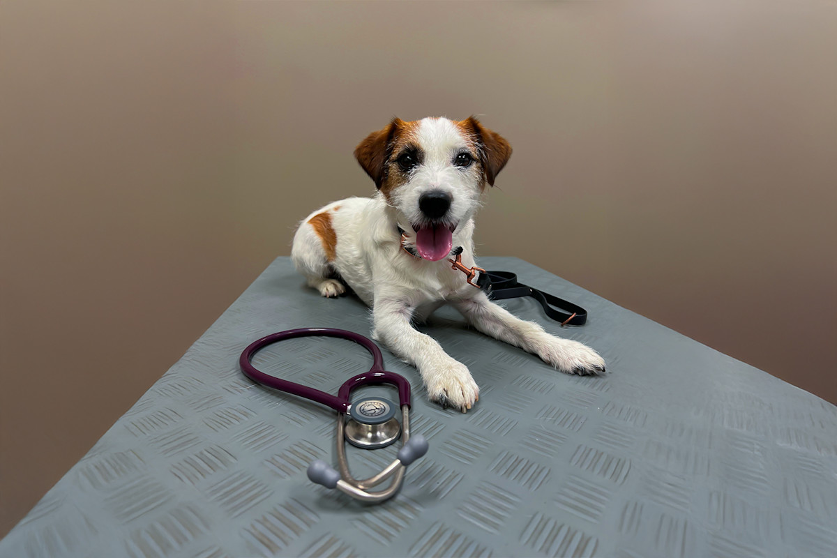Pureplay vaccination DOG 3x2