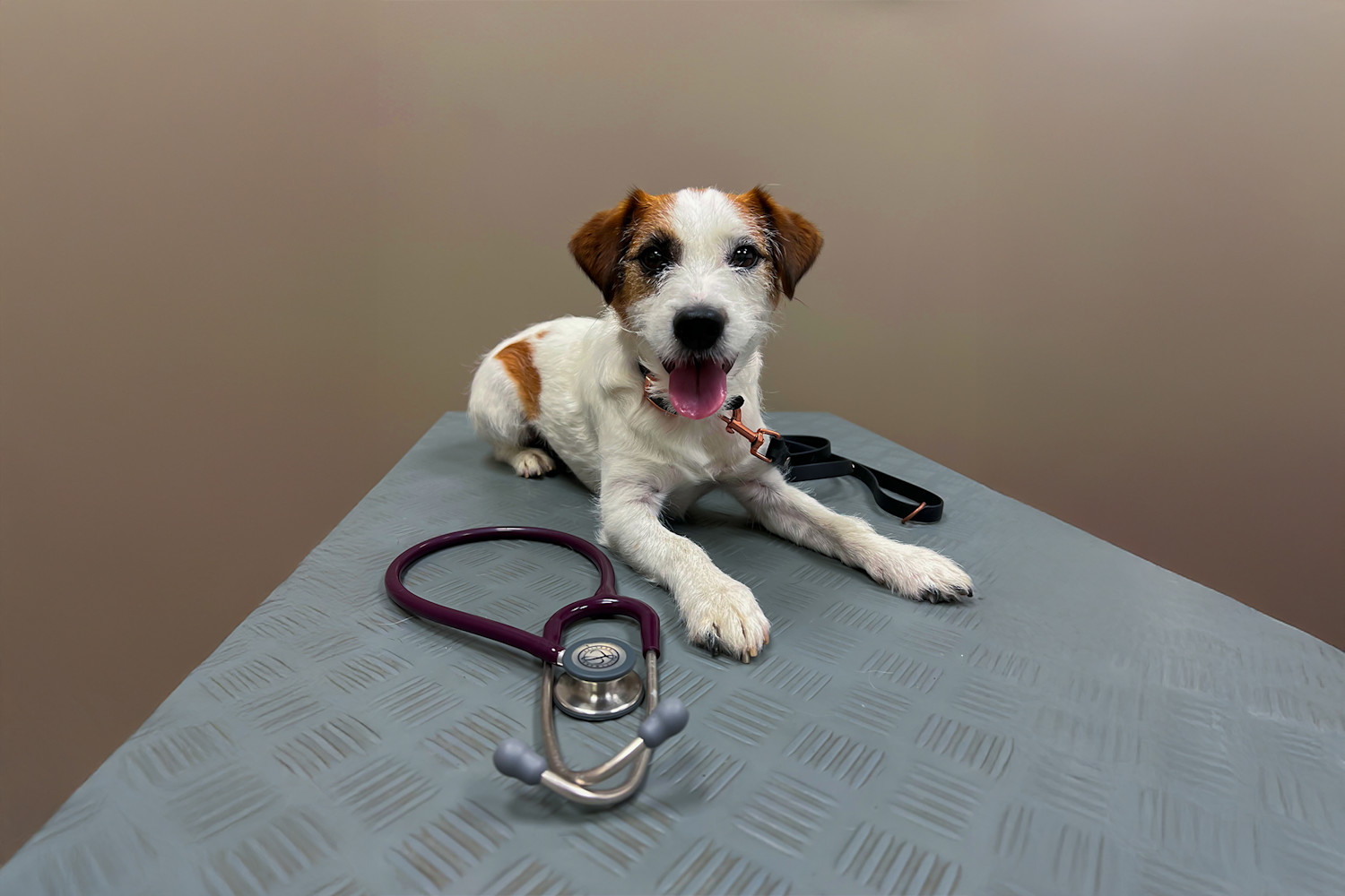Pureplay vaccination DOG 3x2