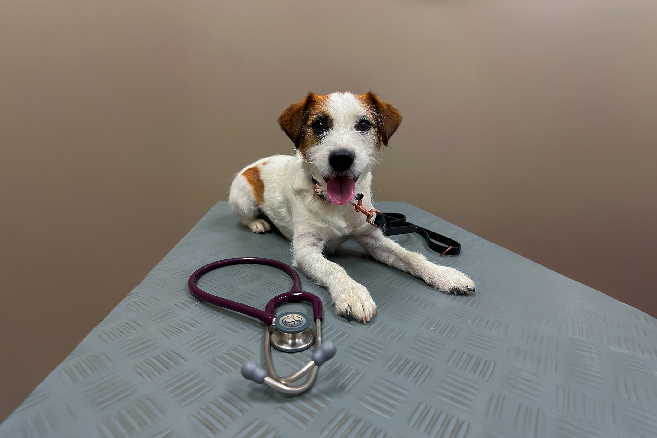 Pureplay vaccination DOG 3x2