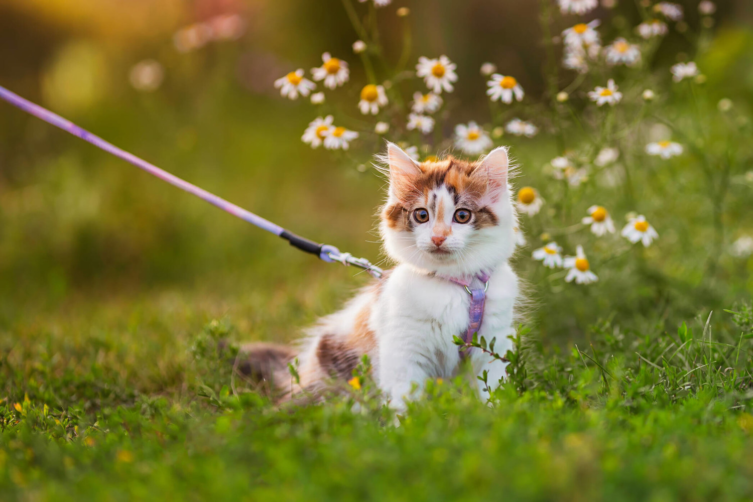 AdobeStock 1004682077 kissa valjaissa 2094x1396 px