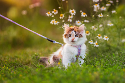 AdobeStock 1004682077 kissa valjaissa 2094x1396 px