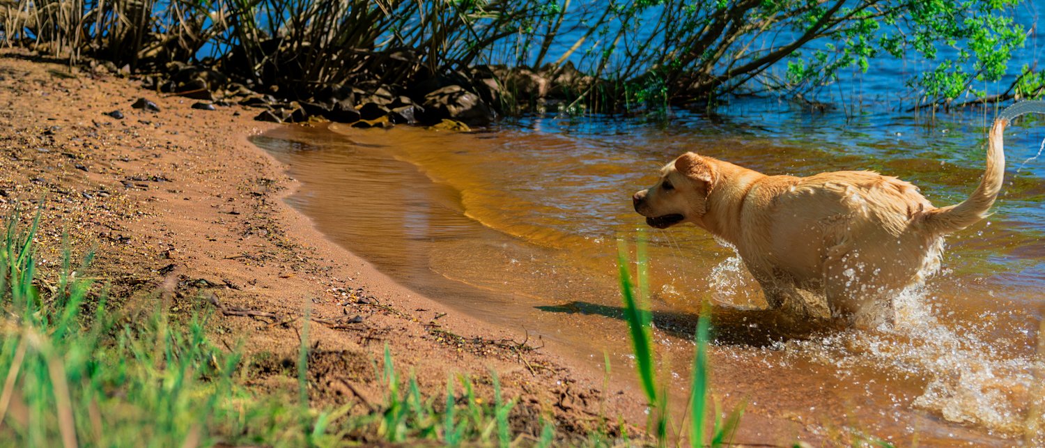 Gul labrador springer i vattnet