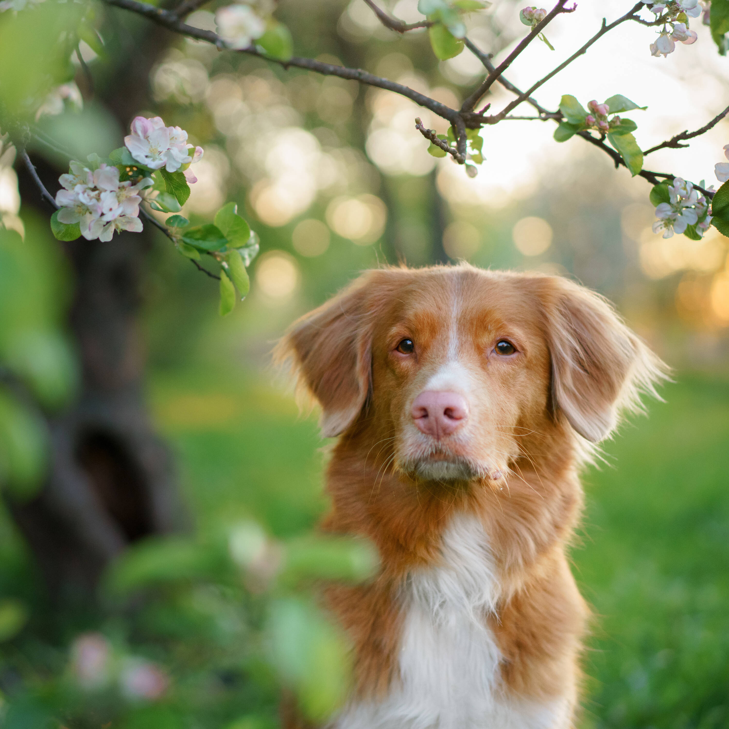 Pureplay article How much should a dog eat DOG 3x2