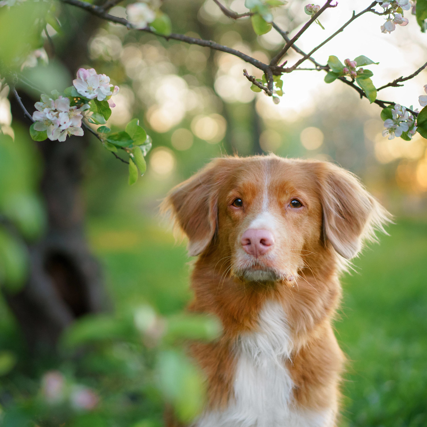 Novascotian appletree AdobeStock 378718377