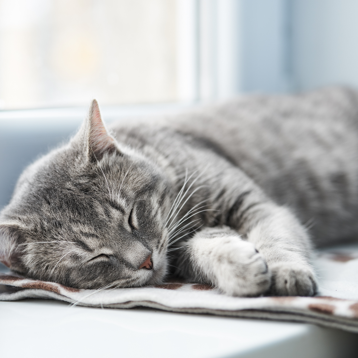 AdobeStock 194195345-cat-sleeping-2094x1396