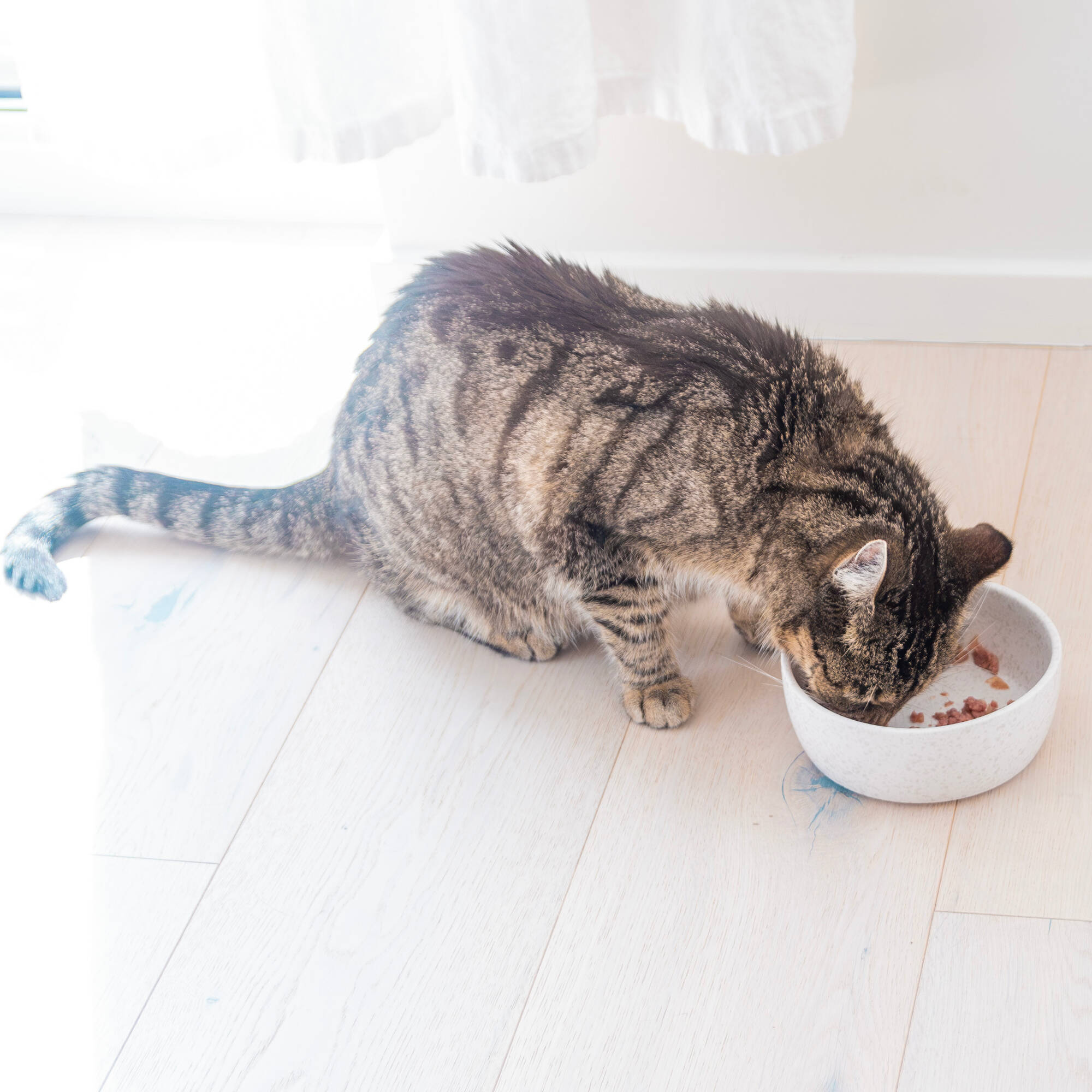 Pureplay article What can cats eat CAT 3x2